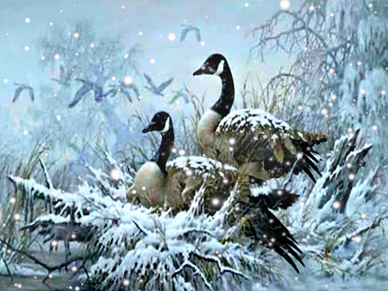 Geese in Snow — White, Serene