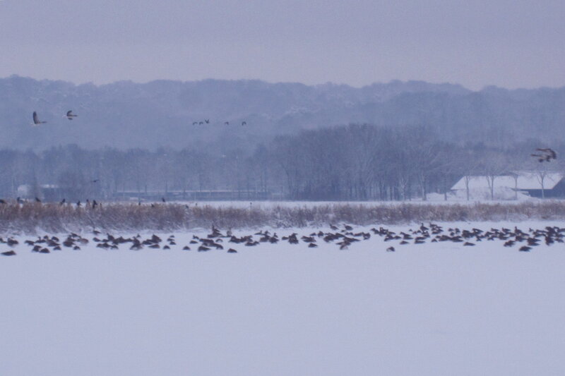 Geese in Snow — White