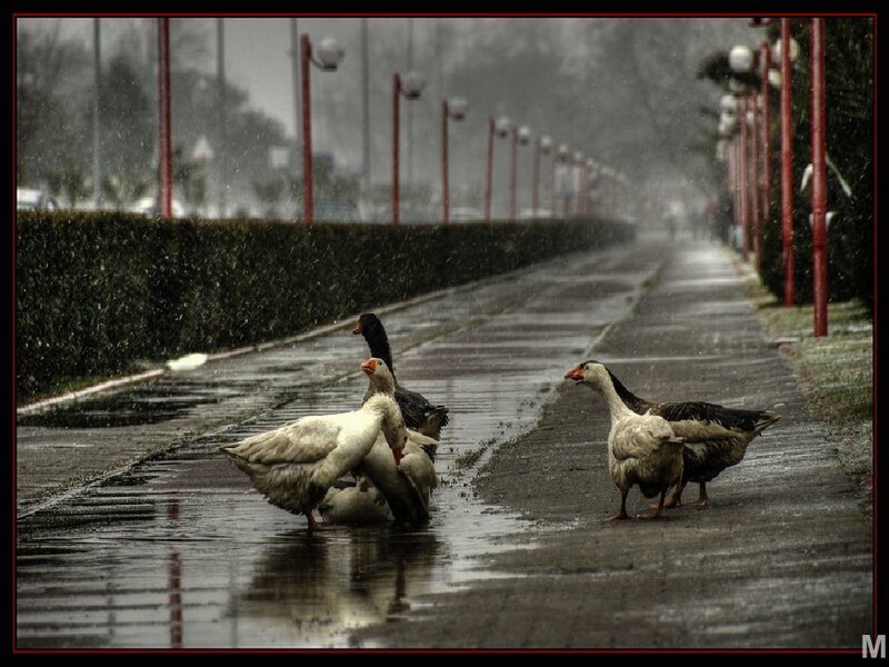 Geese in the rain