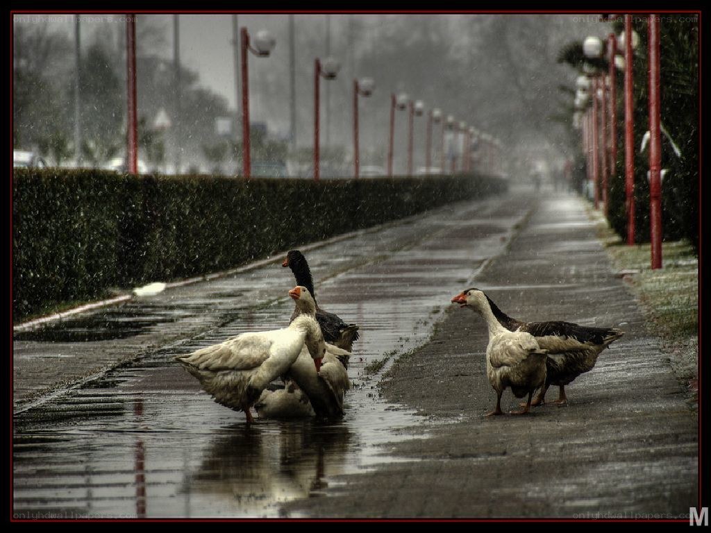 Geese in the rain
