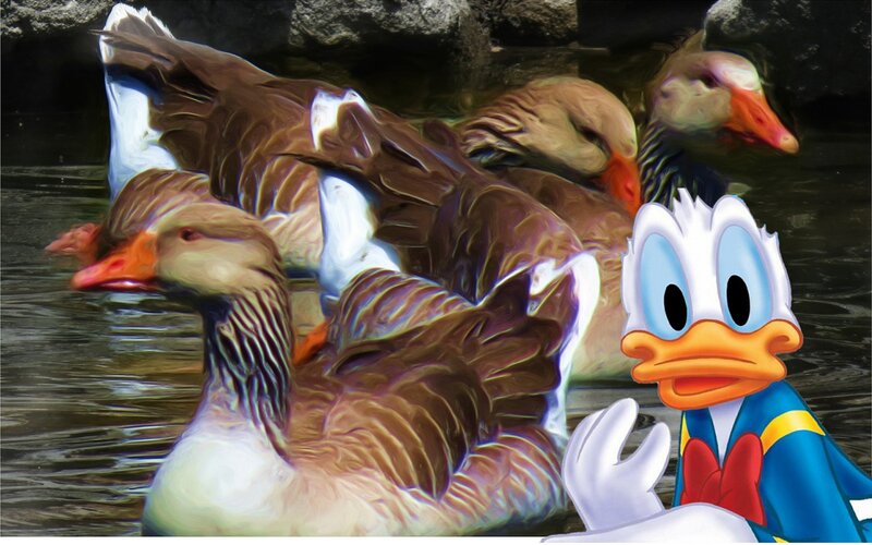Geese in Water — Brown