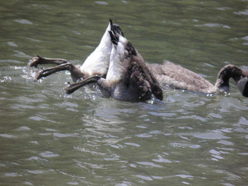 Geese in Water — Green