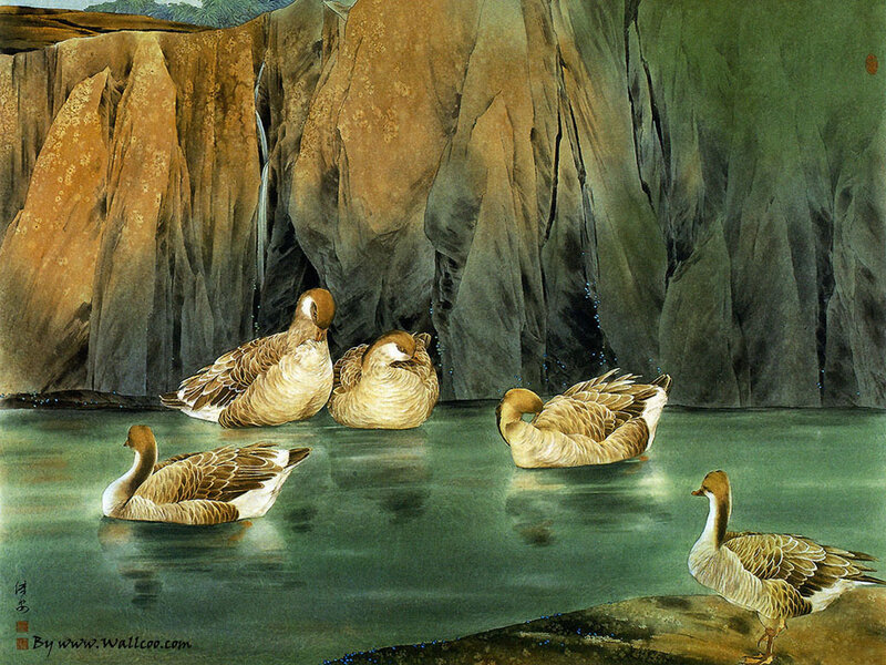 Geese in Water