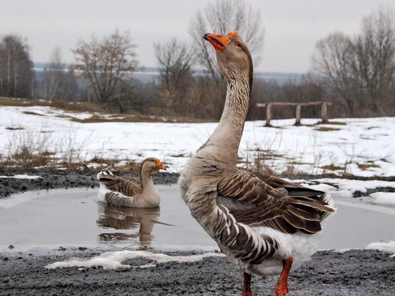 Geese in Winter Field