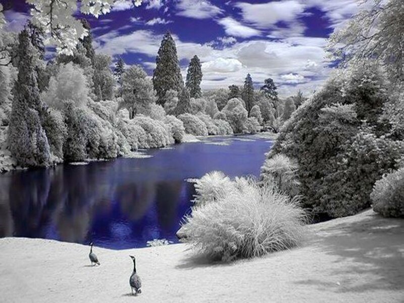 Geese Near a Lake