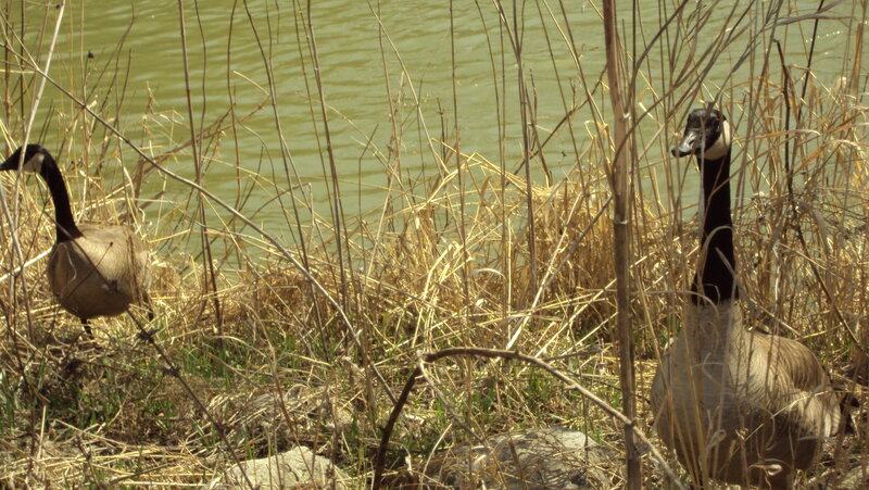 Geese near a pond
