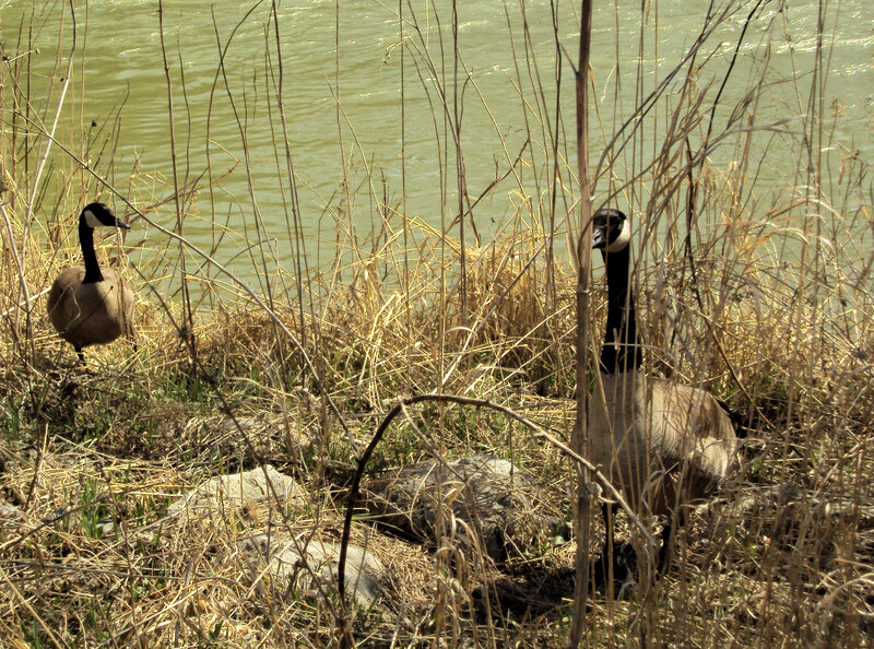 Geese near a riverbank