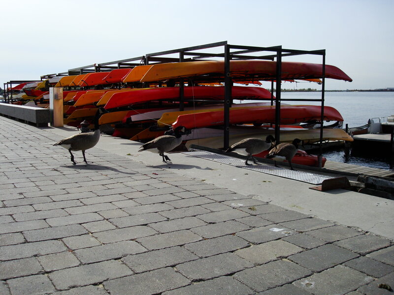 Geese near kayaks at a dock