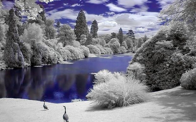 Geese Near Lake
