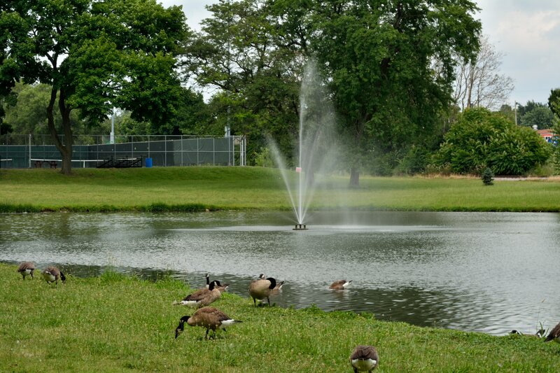 Geese Near Pond — Green, Serene