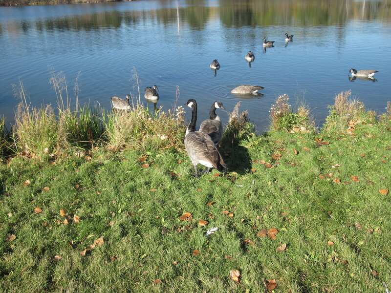 Geese Near Pond