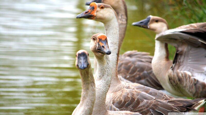 Geese Near Water — Brown