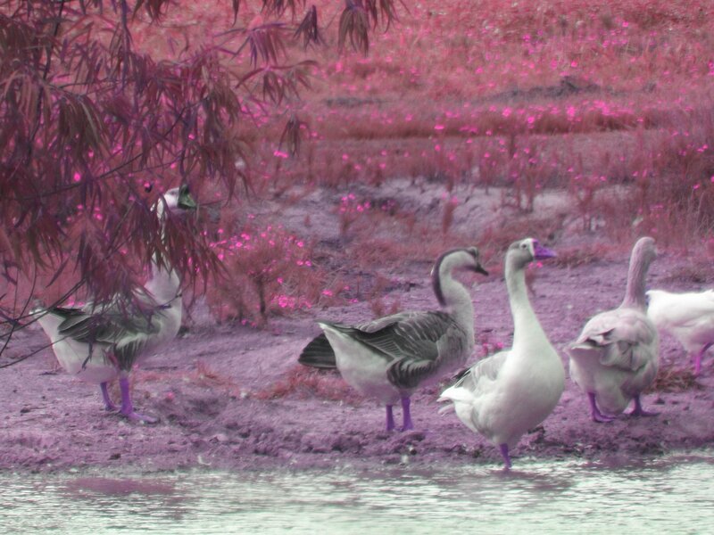 Geese Near Water — Pink