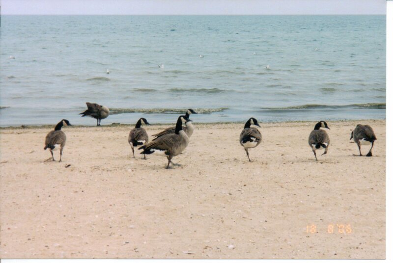 Geese on a Beach