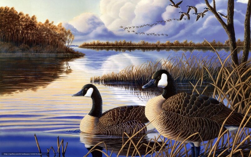 Geese on a calm lake