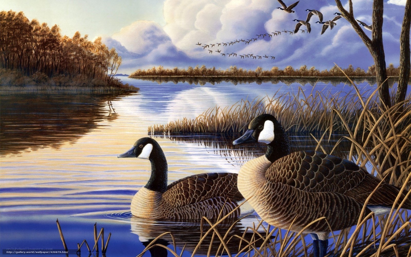 Geese on a calm lake