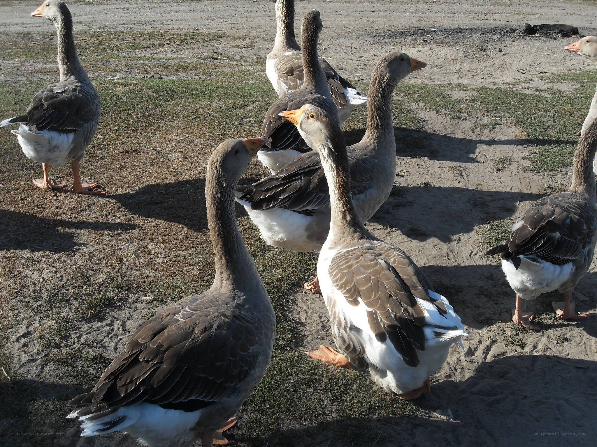 geese on a dirt field