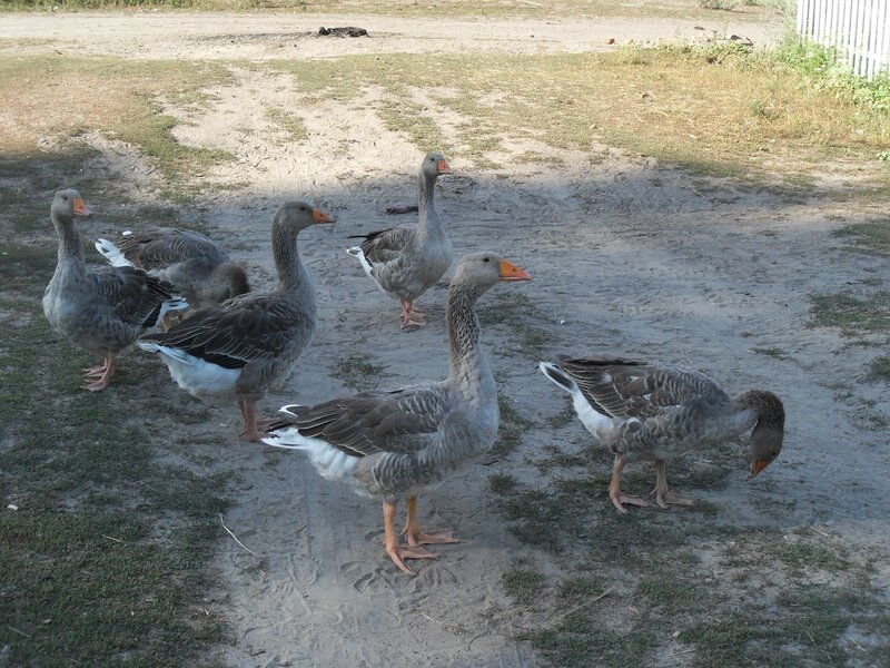 Geese on a dirt path