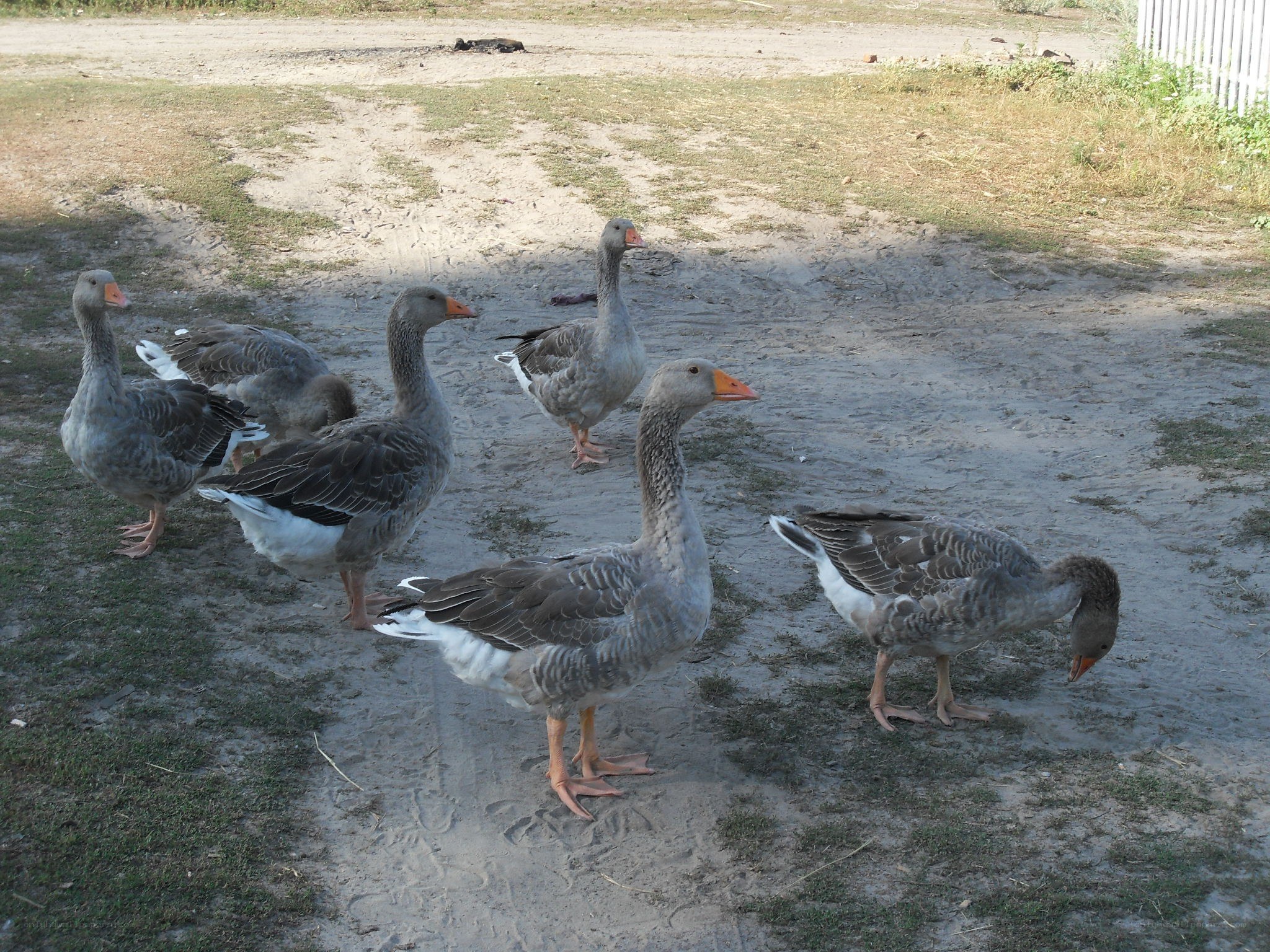 Geese on a dirt path