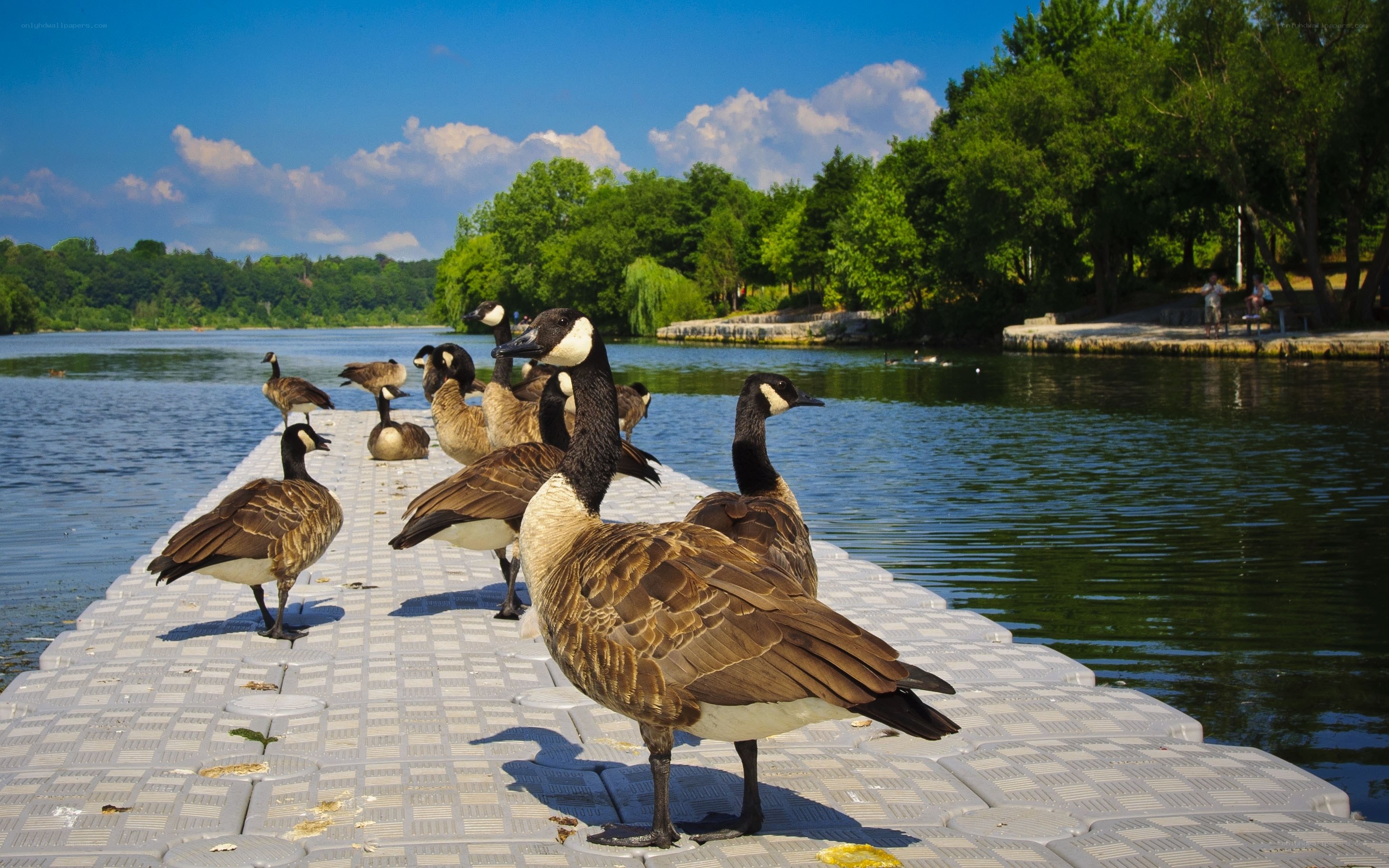 Geese on a dock by the lake