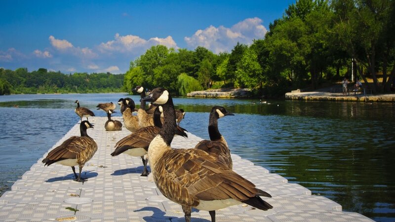 Geese on a dock by the water