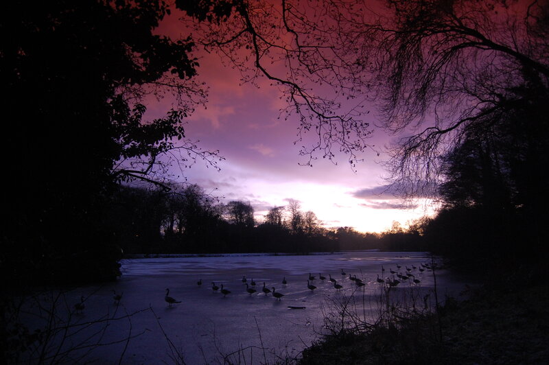 Geese on a frozen lake at sunset