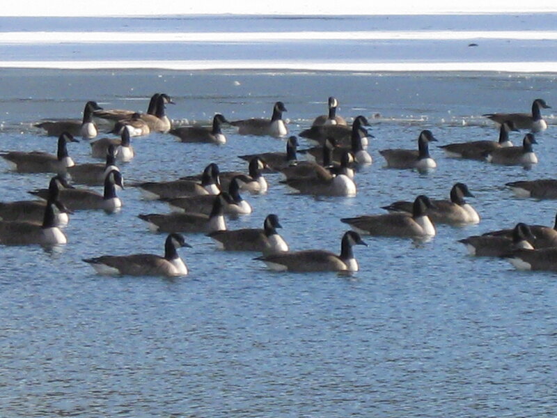 Geese on a frozen lake