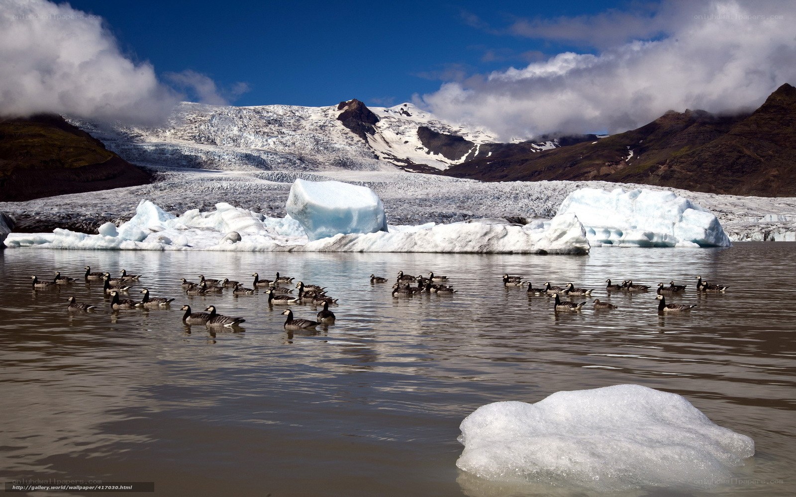 Geese on a glacial lake