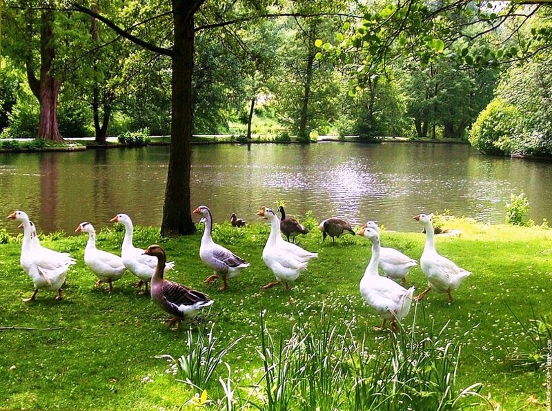 Geese on a grassy bank