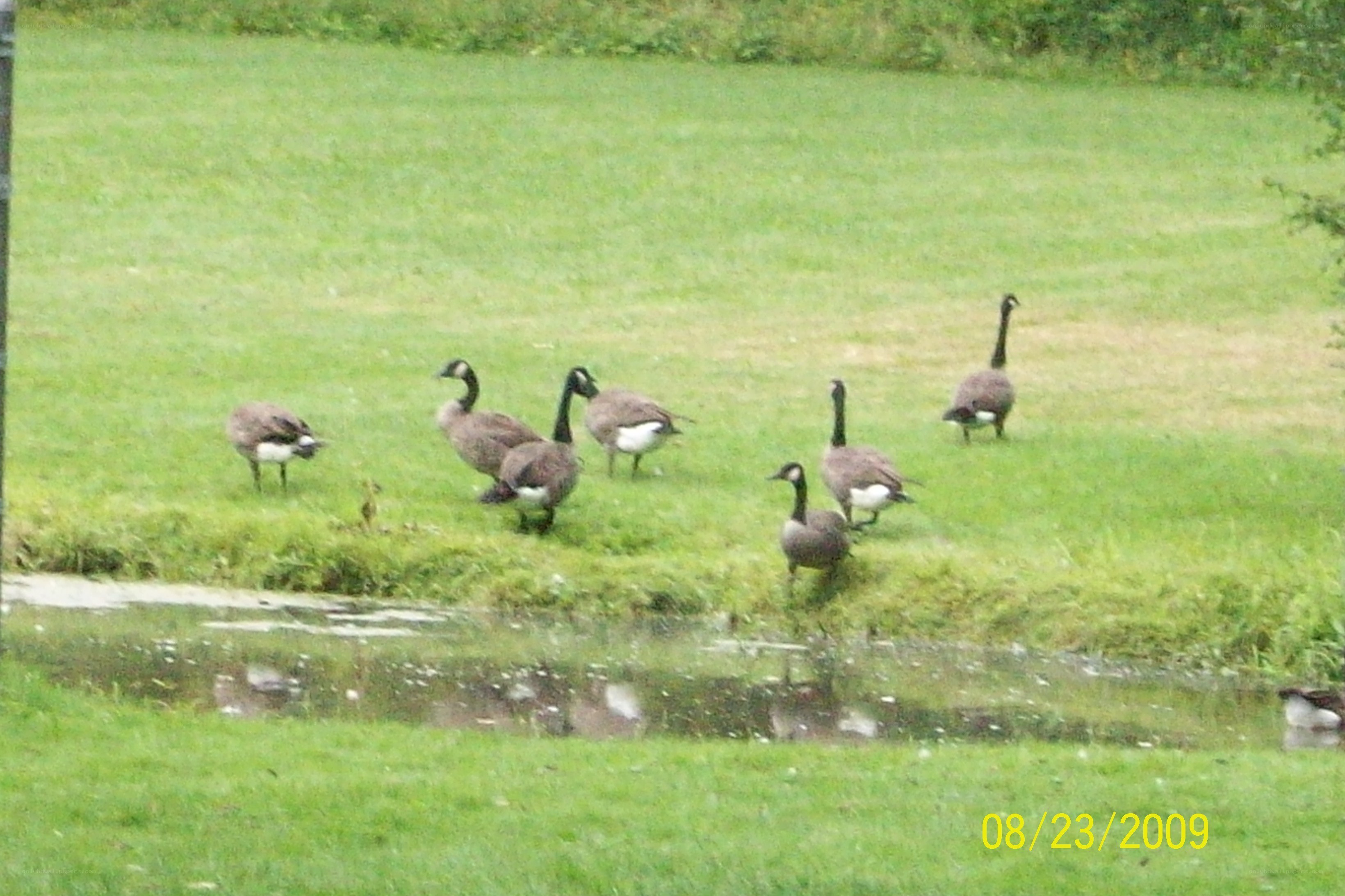 Geese on a grassy field