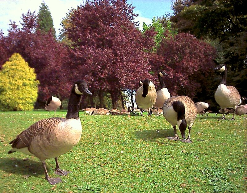 Geese on a grassy field