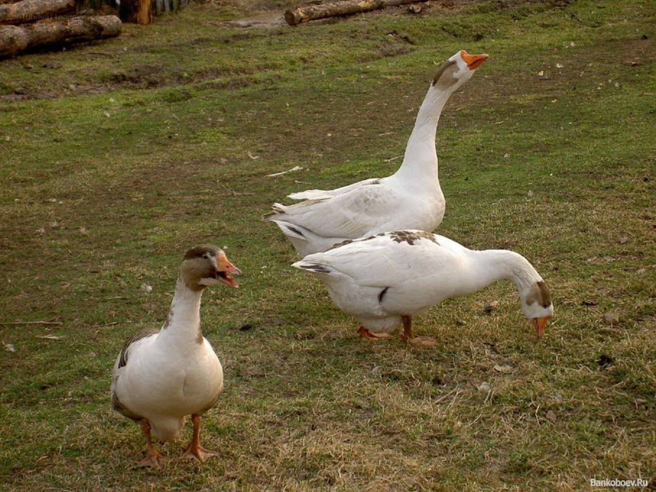 Geese on a grassy field