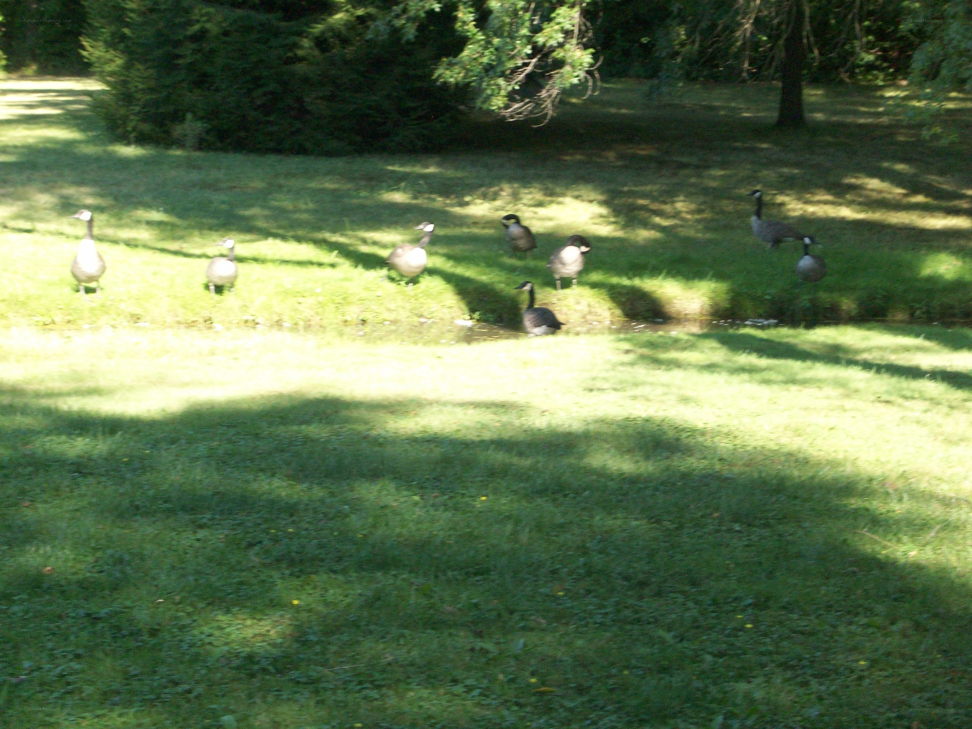 Geese on a grassy lawn