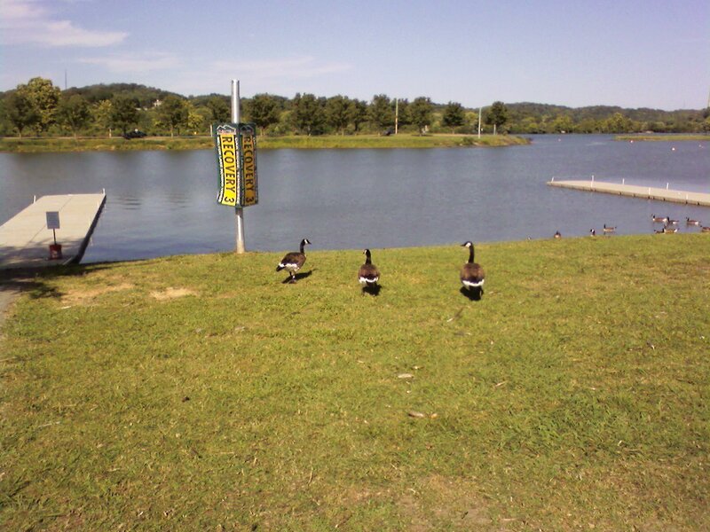 Geese on a grassy shore