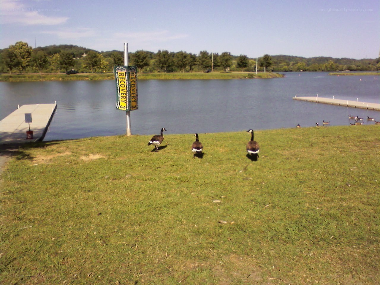 Geese on a grassy shore