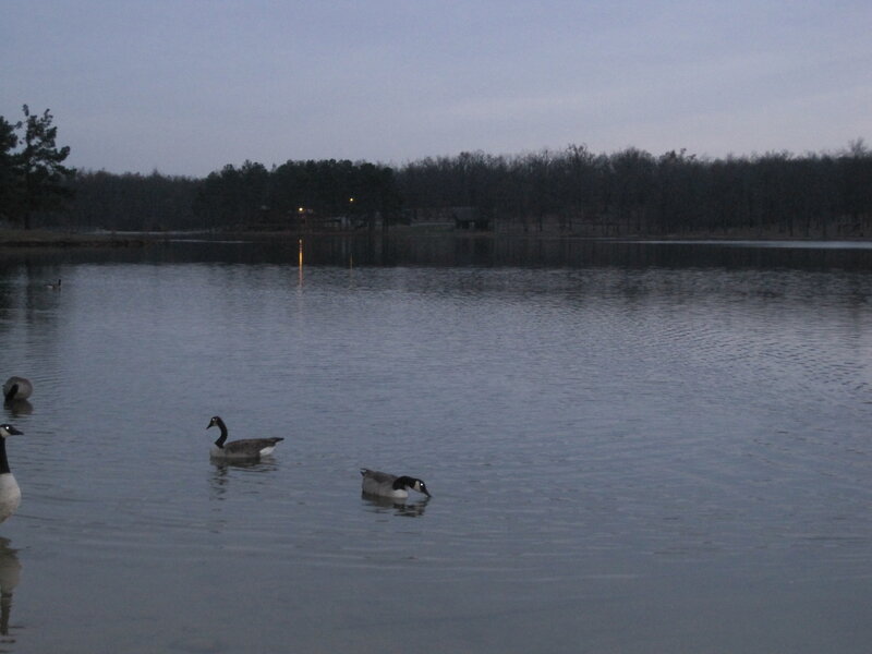 Geese on a lake at dusk