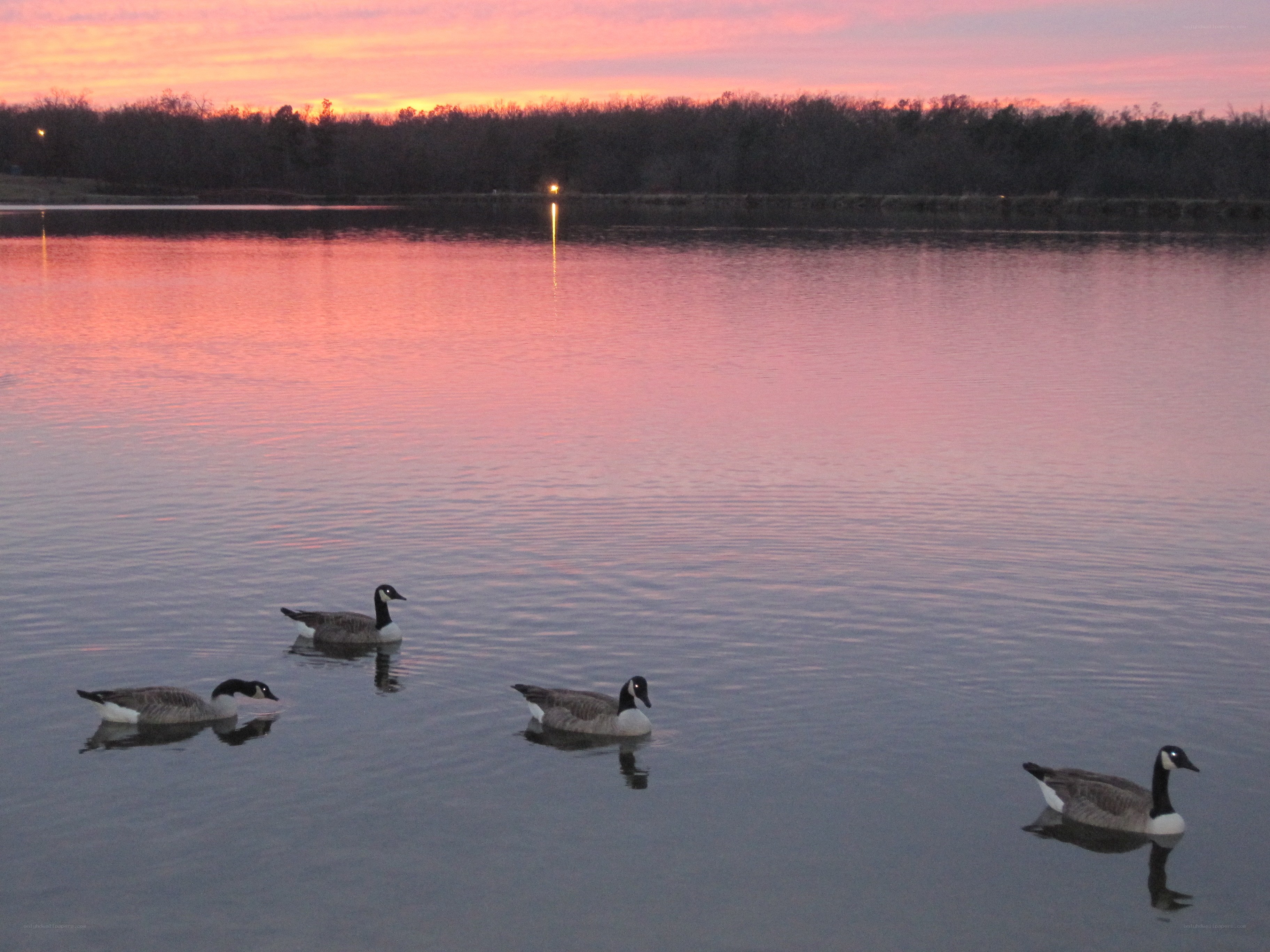 Geese on a lake at sunset