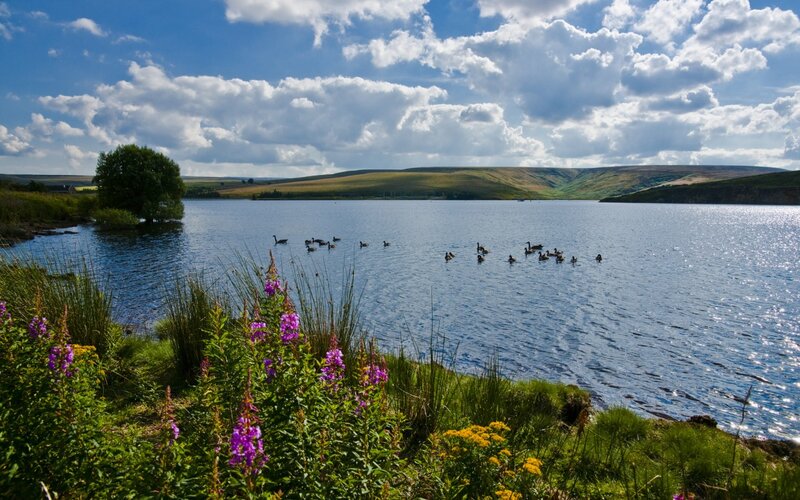 Geese on a Lake — Blue, Serene, Afternoon