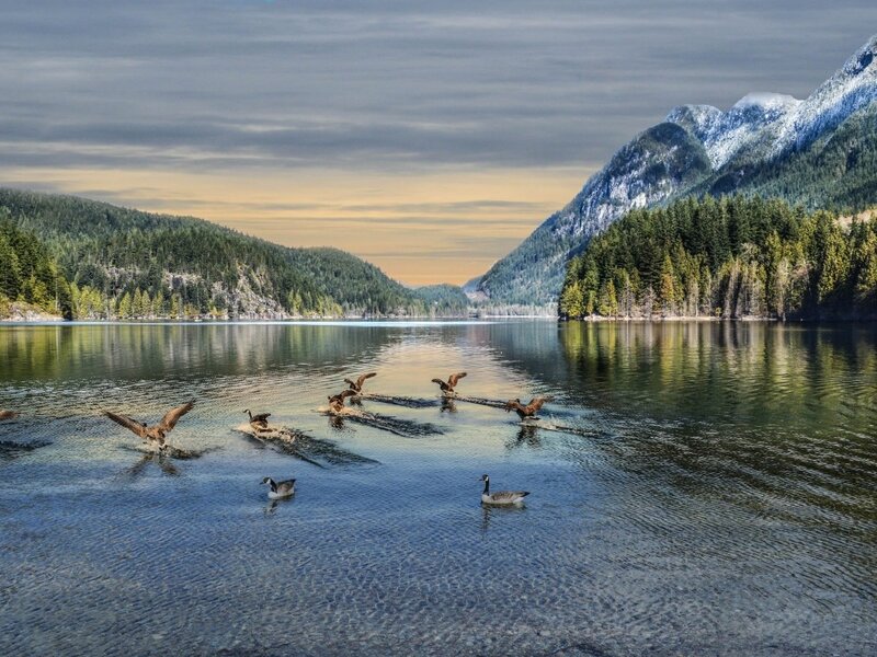 Geese on a Lake — Blue, Serene, Sunset