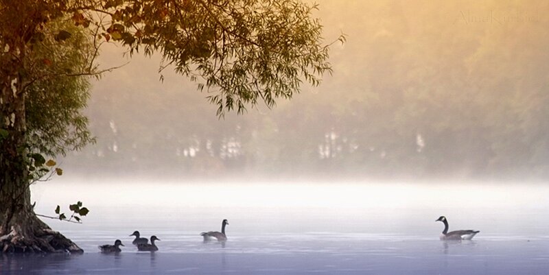 Geese on a Lake — Blue, Serene