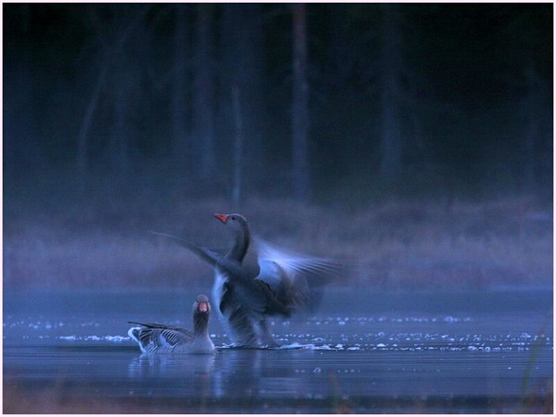 Geese on a Lake — Blue