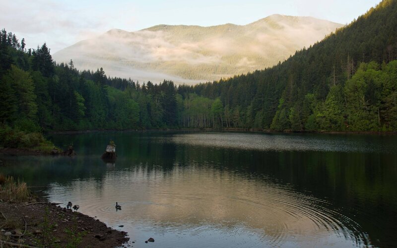 Geese on a Lake — Green, Serene