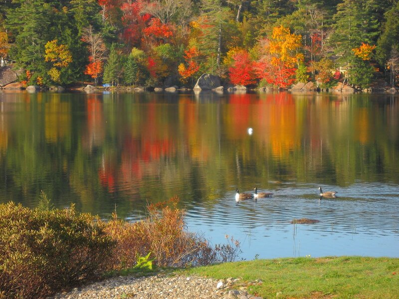 Geese on a Lake — Green