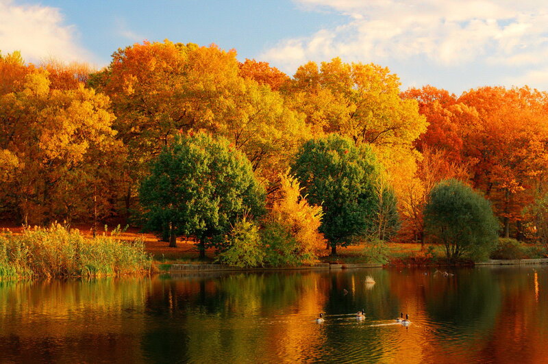 Geese on a Lake — Orange, Serene, Autumn