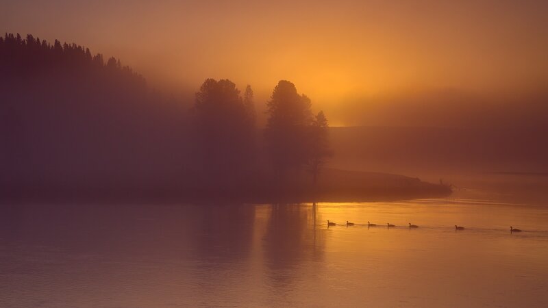 Geese on a Lake — Orange, Serene, Sunrise