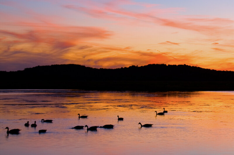 Geese on a Lake — Orange, Serene