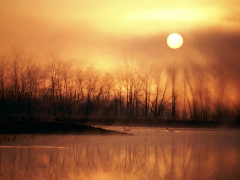 Geese on a Lake — Orange
