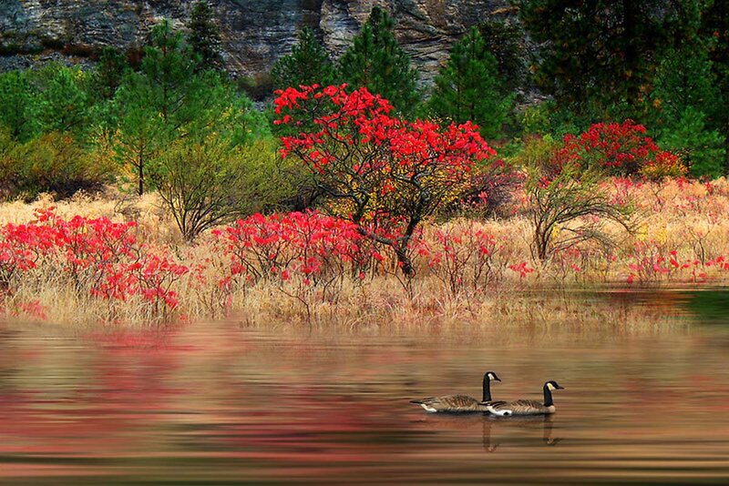 Geese on a Lake — Red, Serene