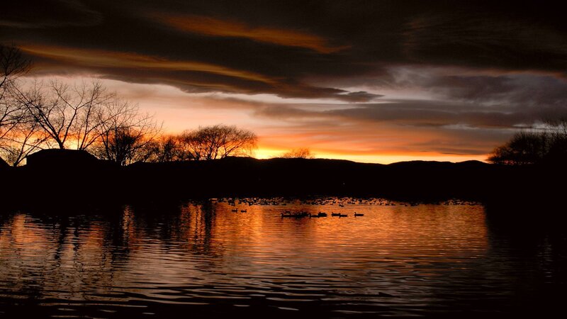 Geese on a Lake