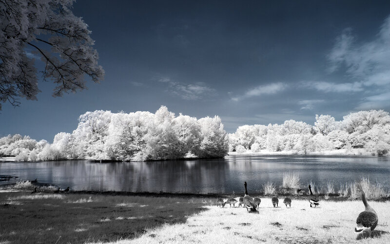 Geese on a Lake — White